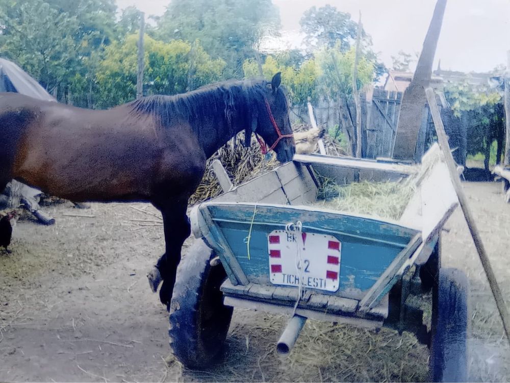 Vând căruță în stare buna de functionare