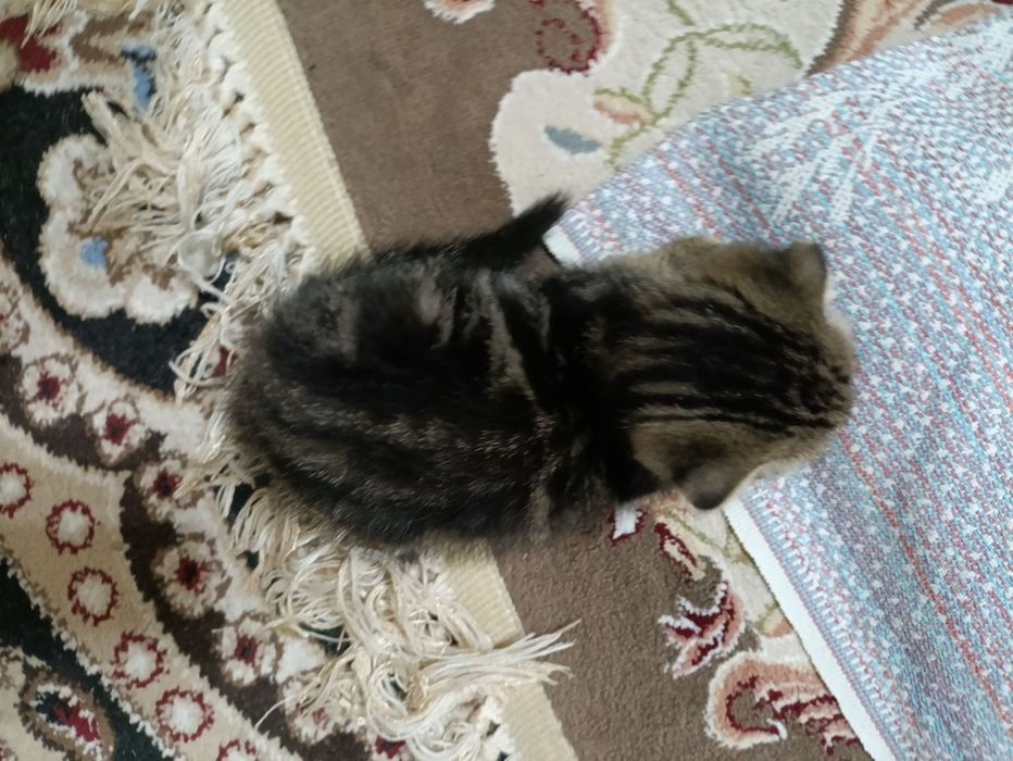 Продаётся британская кошка