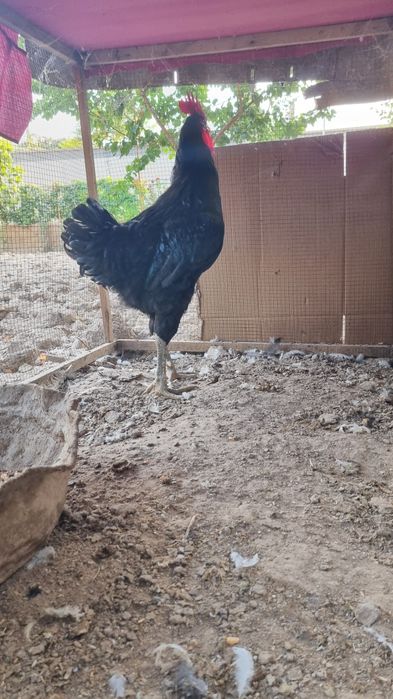 Qora shaxzoda xo'roz