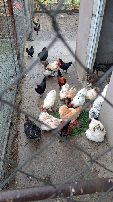 Gaini pitice de vanzare