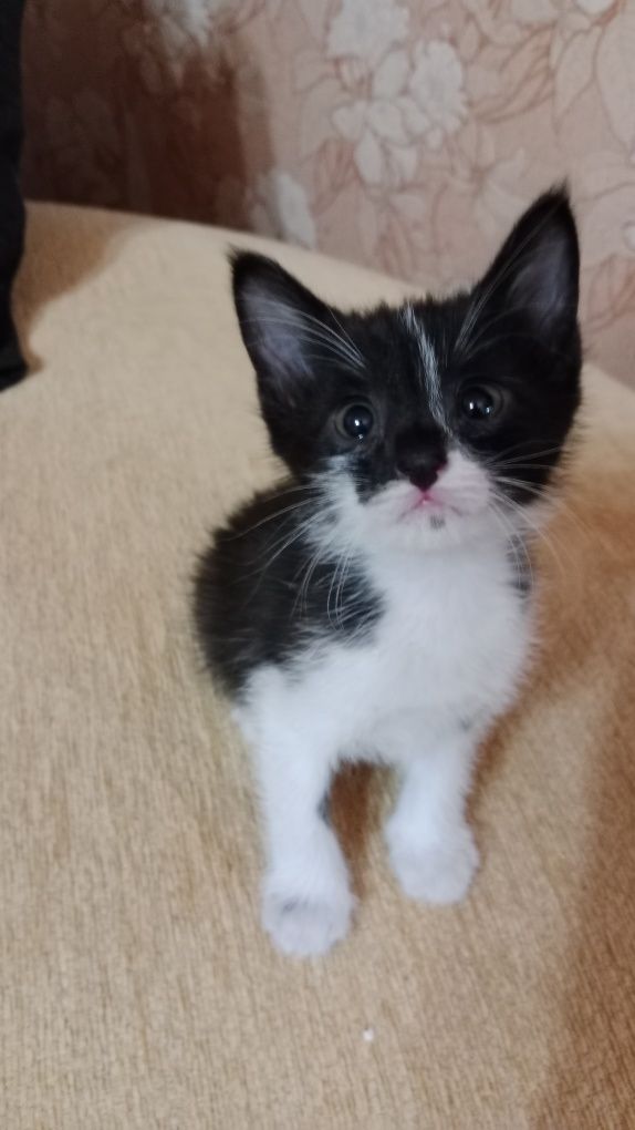 Котёнок мальчик домашний
