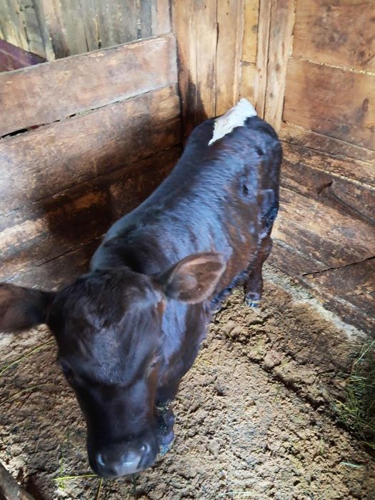 Vand o junica baltata