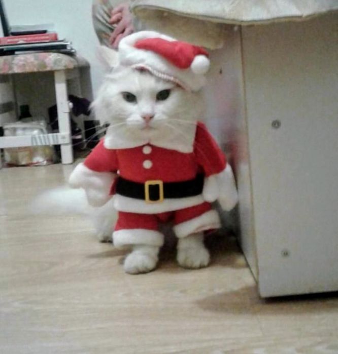 Costumaș Moș Crăciun pentru căței sau pisici