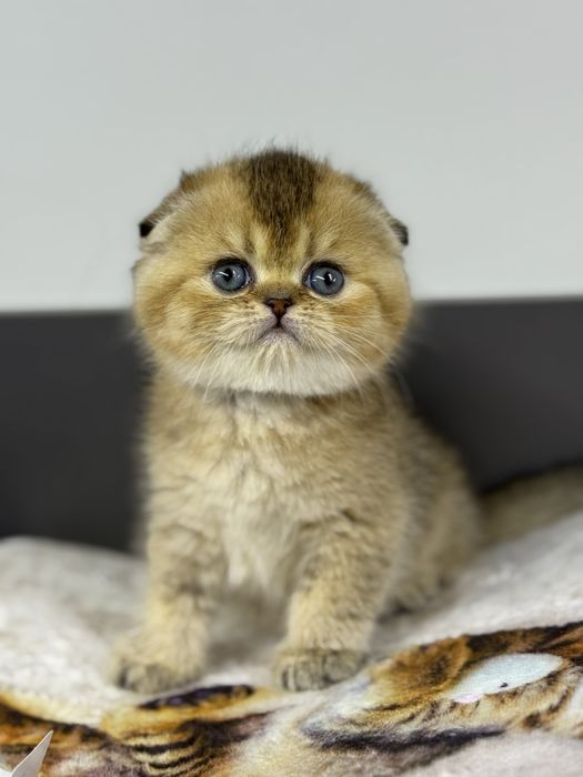 Шотландская Скоттиш фолд
