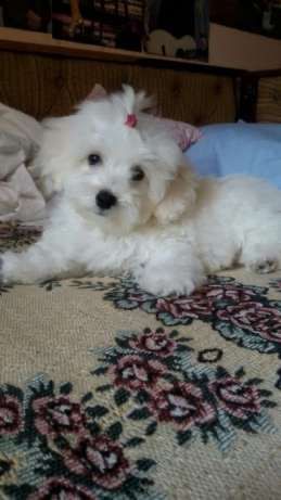 Bichon maltesse alb minii toy 2 luni