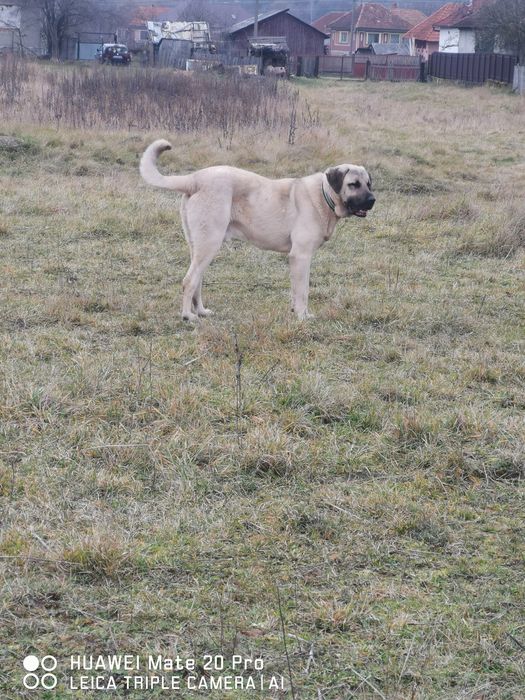 Kangal de vanzare