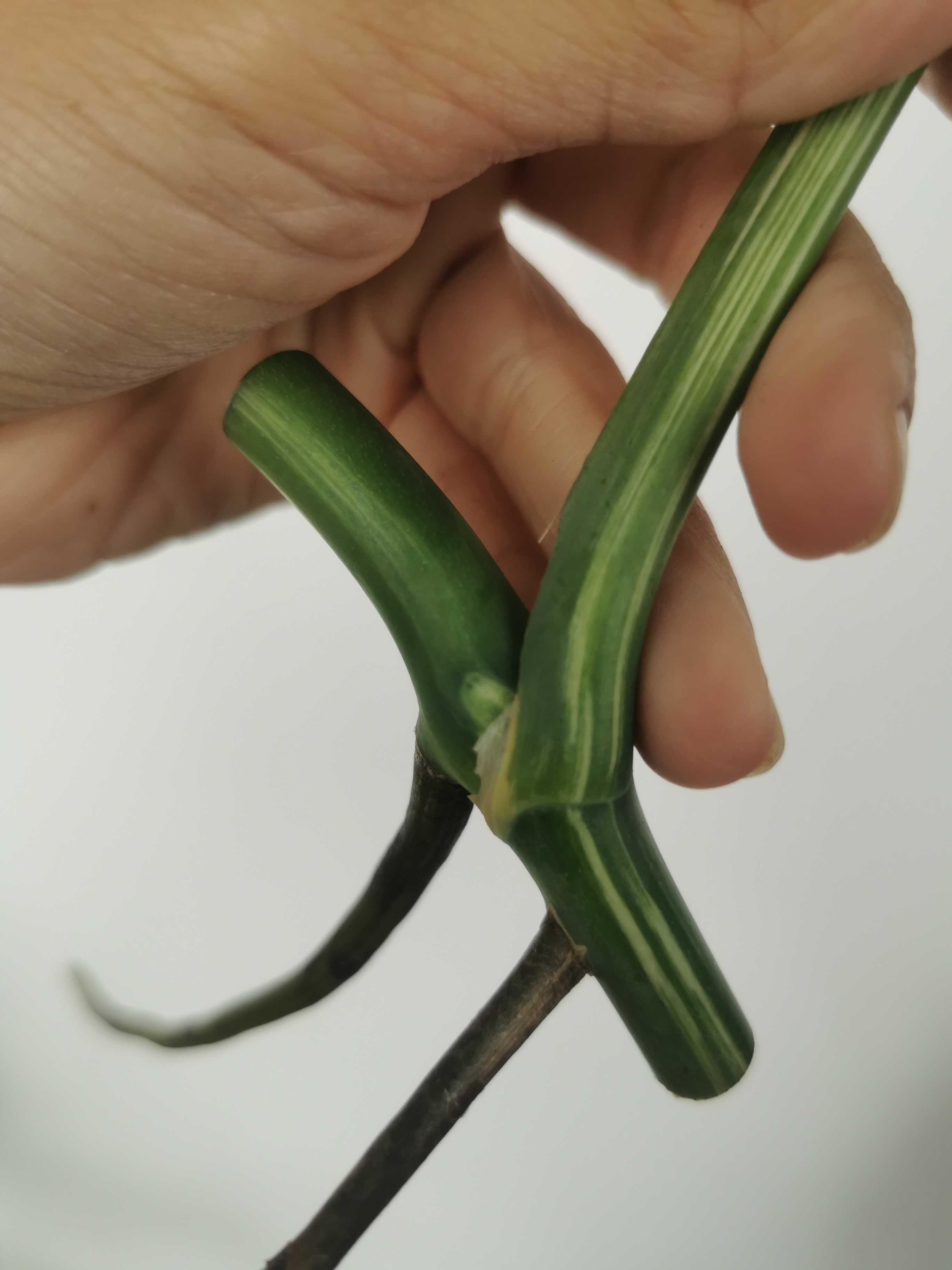 Butas cutting Monstera Albo Variegata