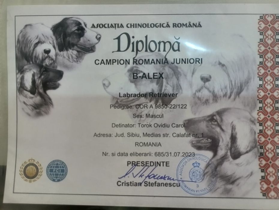 Labrador Retriever RJCH RCH RCHL