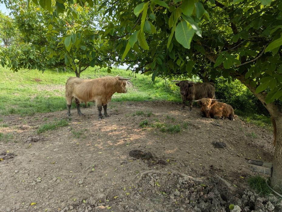 Tauri rasa highland scoțian cu origine germană