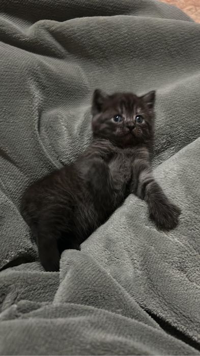 Отдам котенка …,,