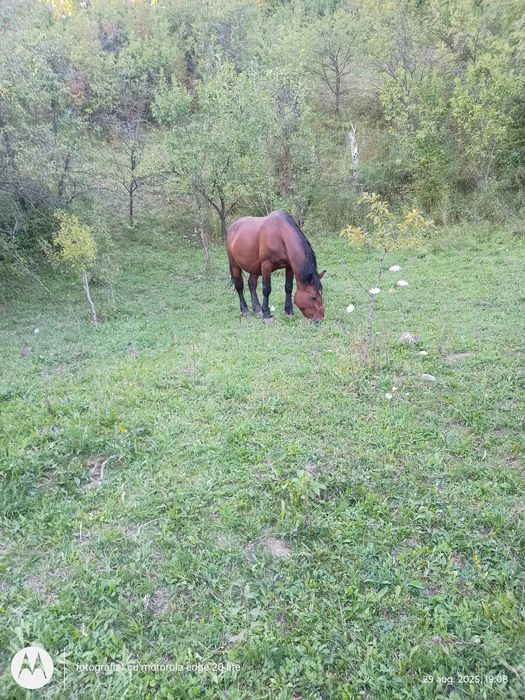 Vând iapă și armăsar