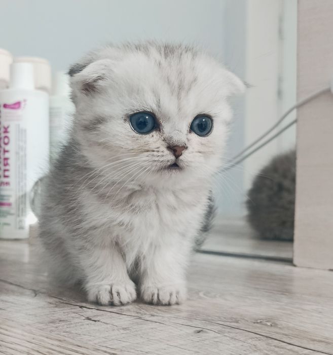 Shinshilla fold tabbi akras