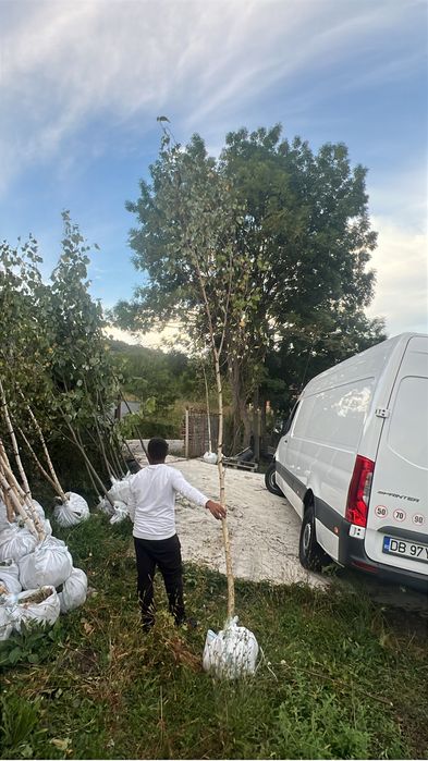 Mesteacan alb bentula la pret minim garantat 3m - 7m