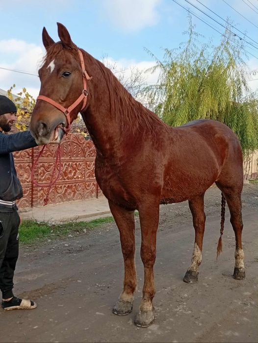 Vând sau schimb cal lipițan de 3 ani