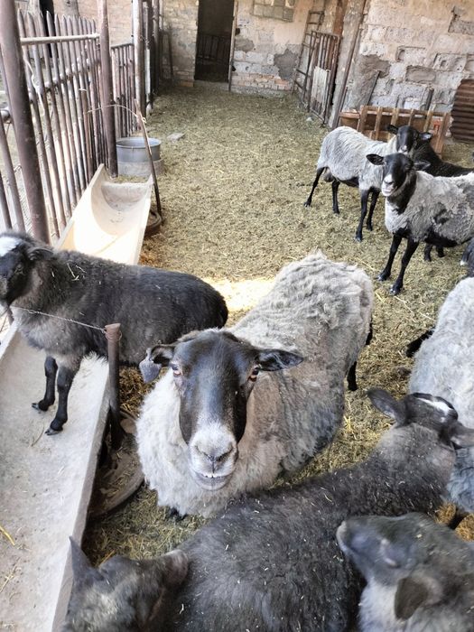 Овцы романовские