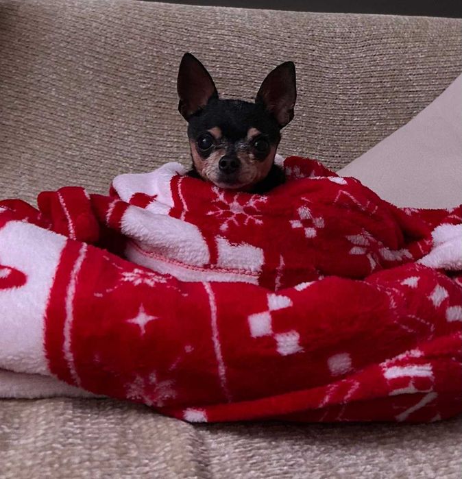 Подарявам кученце мини порода