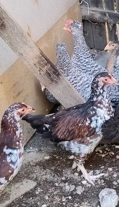 sau schimb cocosei din rasa de gaini Sussex Portelan