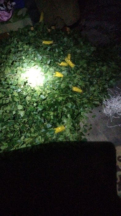 Продаются    веники