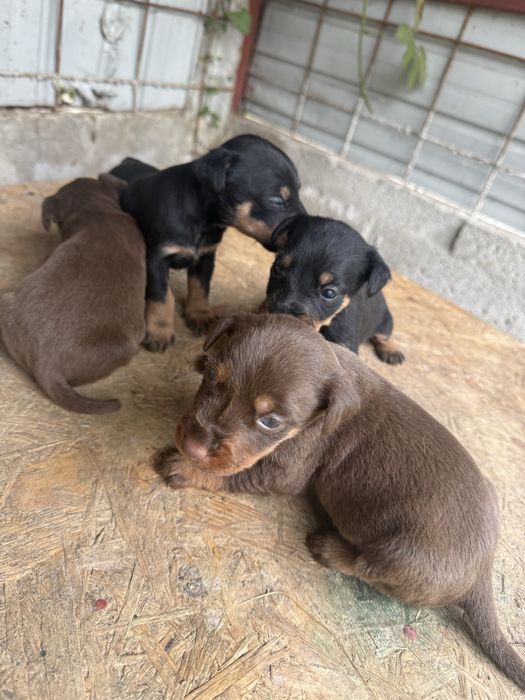 Puppy Jagdterrier / vanatoare