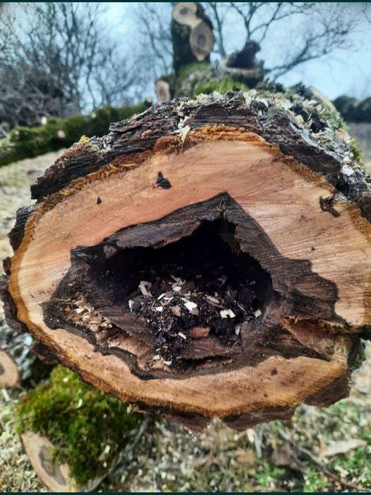 Rondele de nuc  sau alte esente / lemn, fosne de nuc,  mese lemn nuc