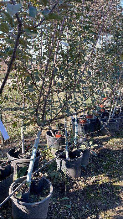 Pomi fructiferi anul 2/3/4 La ghiveci si radacina libera