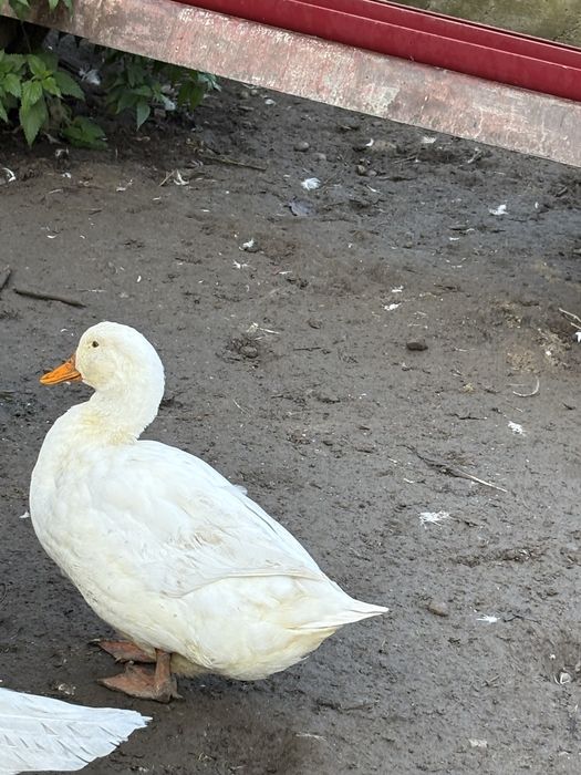 Rate mute si macanitoare