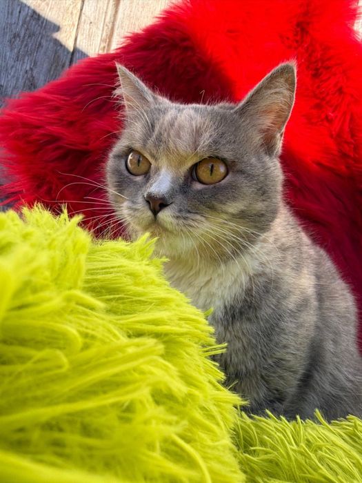 Кошечка Нала ищет семью