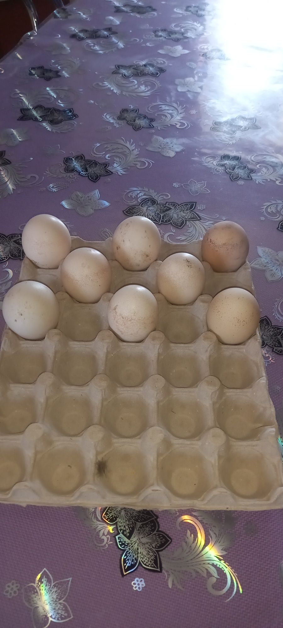 Ouă de paun pt.incubat