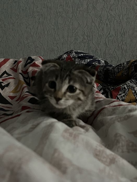 шотладский малыш