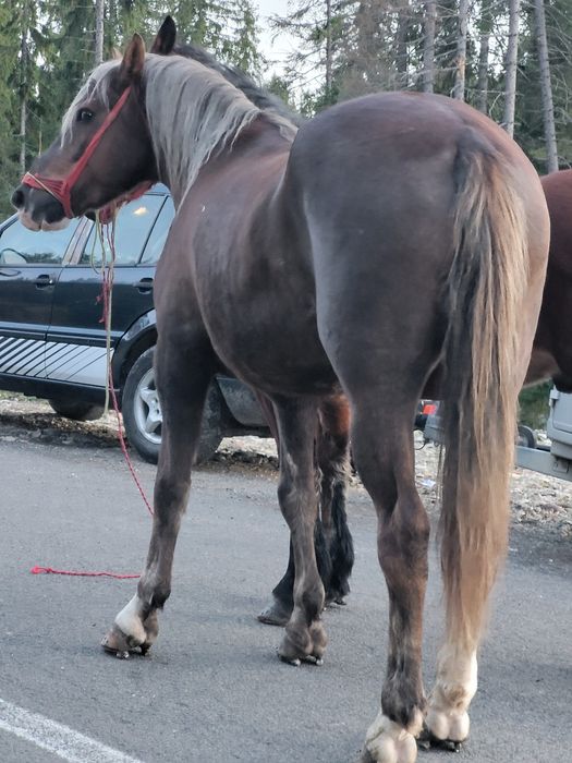 Pereche caii castrati