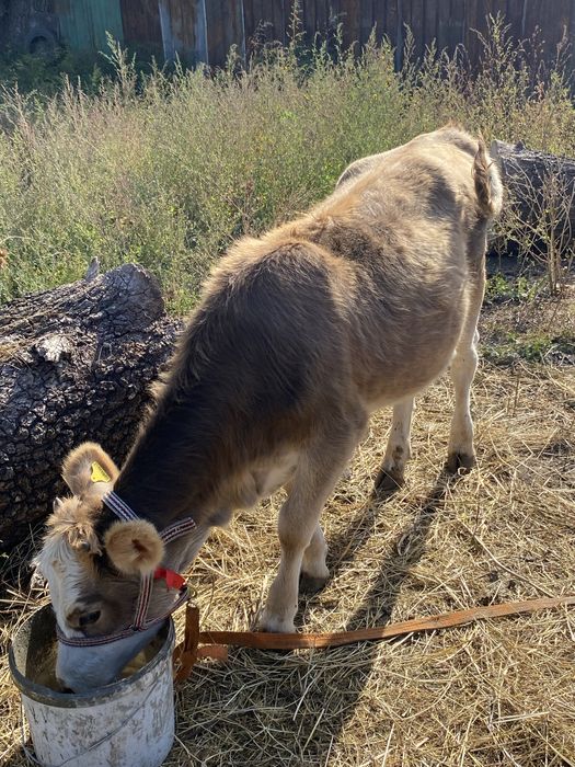 Продам теленка 6 месяцев !!!