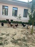 Tovuqlar sotiladi