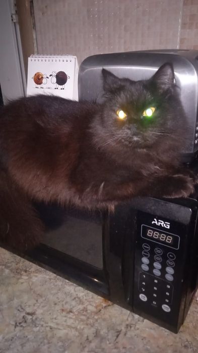 Отдам котёнка в хорошие