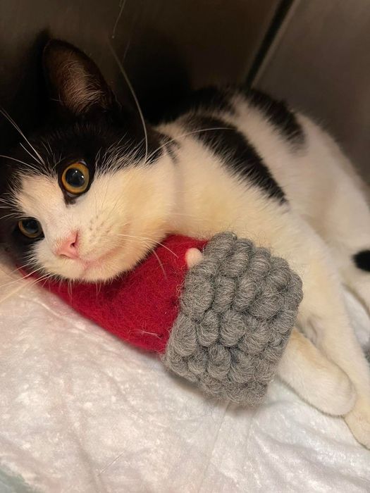 Коте домашен любимец