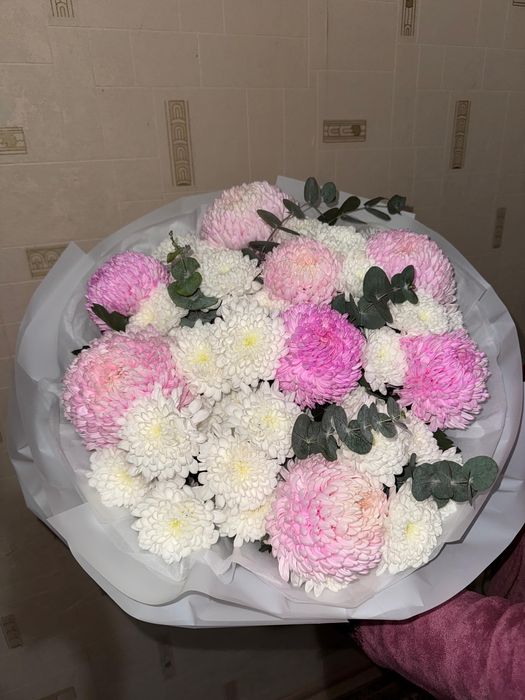 Цветы Астра хризантема. Свежие