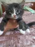 Отдам домашних котят даром