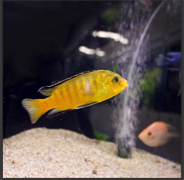 Продам цихлид лабидохромисов