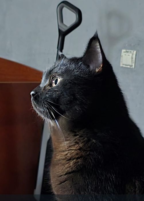 Отдам в добрые руки породистого кота