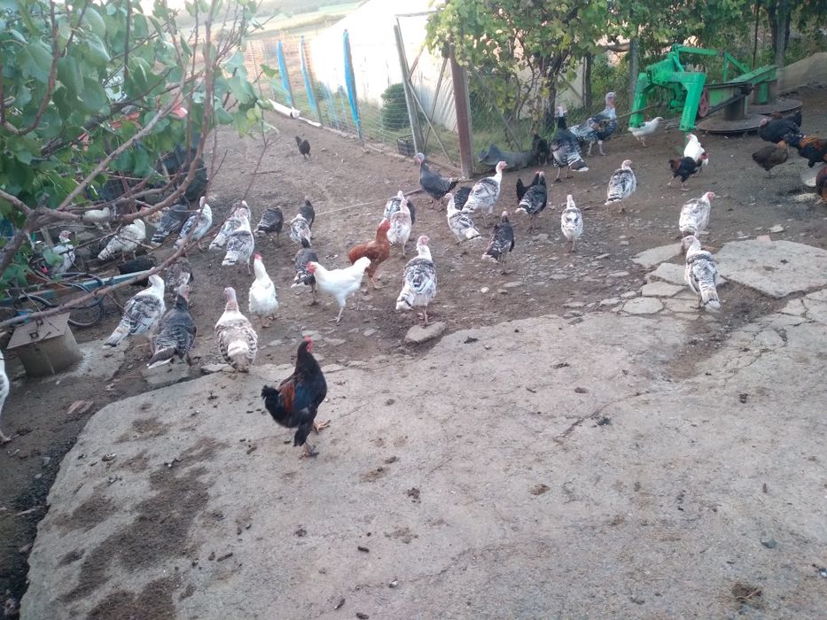 Curci si curcani tineret