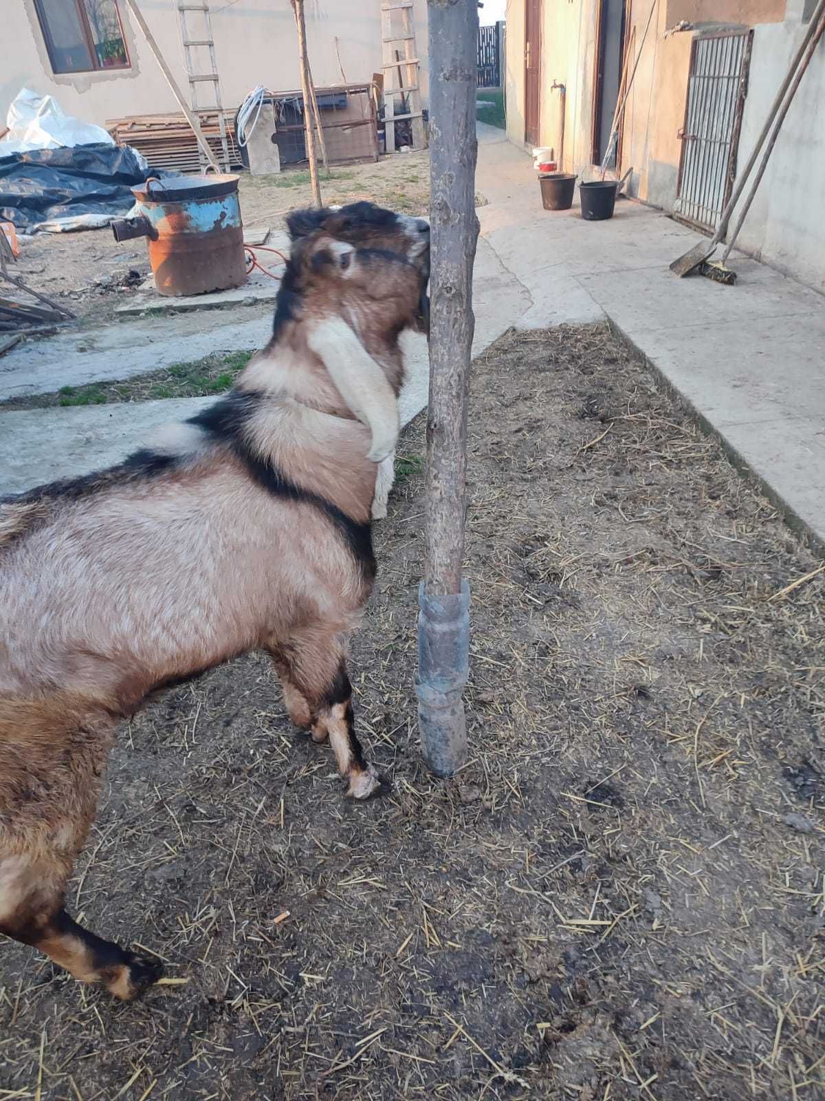 Vand tap anglonubian varsta 1 an si 3 luni