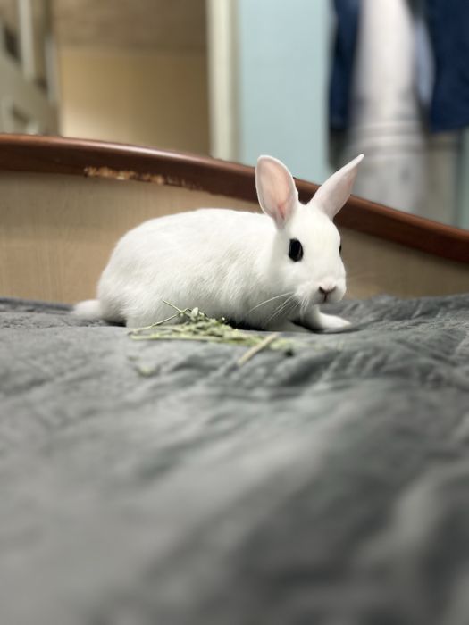 Продается декоротивный кролик