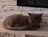 Motănel persan în vârstă de 3 luni jumătate