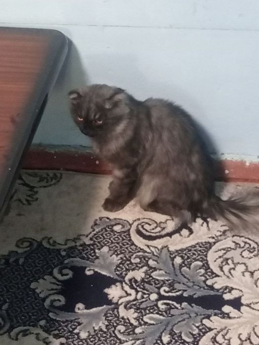 Mushuk sotiladi  o'g'il