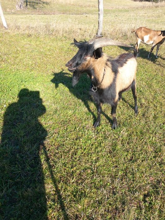 Vînd urgent  țap alpin  francez