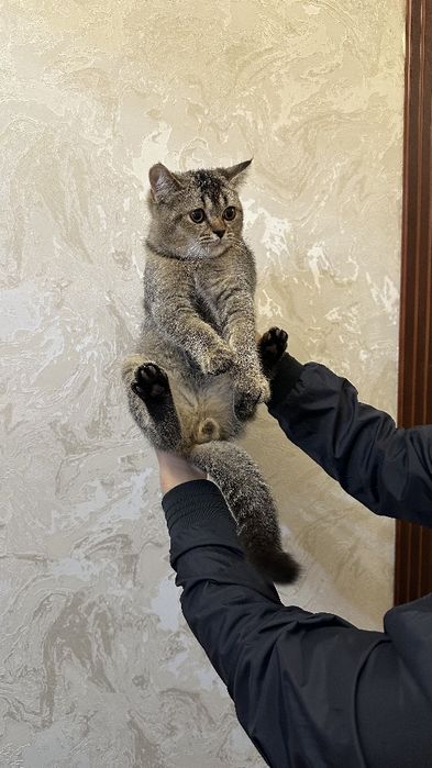 Britanskiy shinshilla