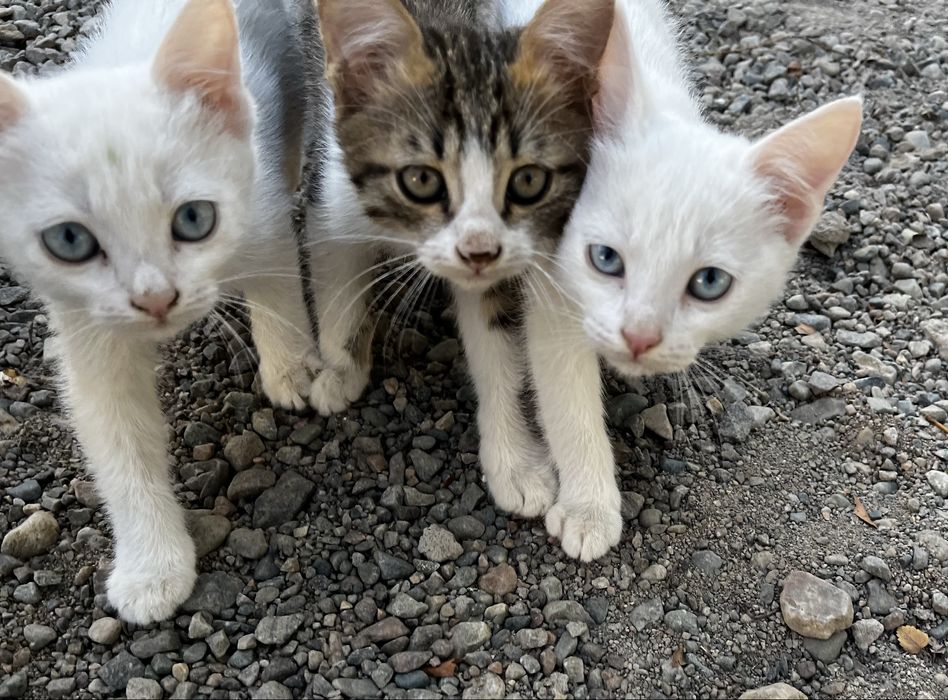 Котята, БЕСПЛАТНО, с доставкой