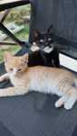 Ofer spre adoptie