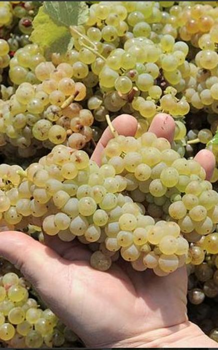 Vând structuri de vin