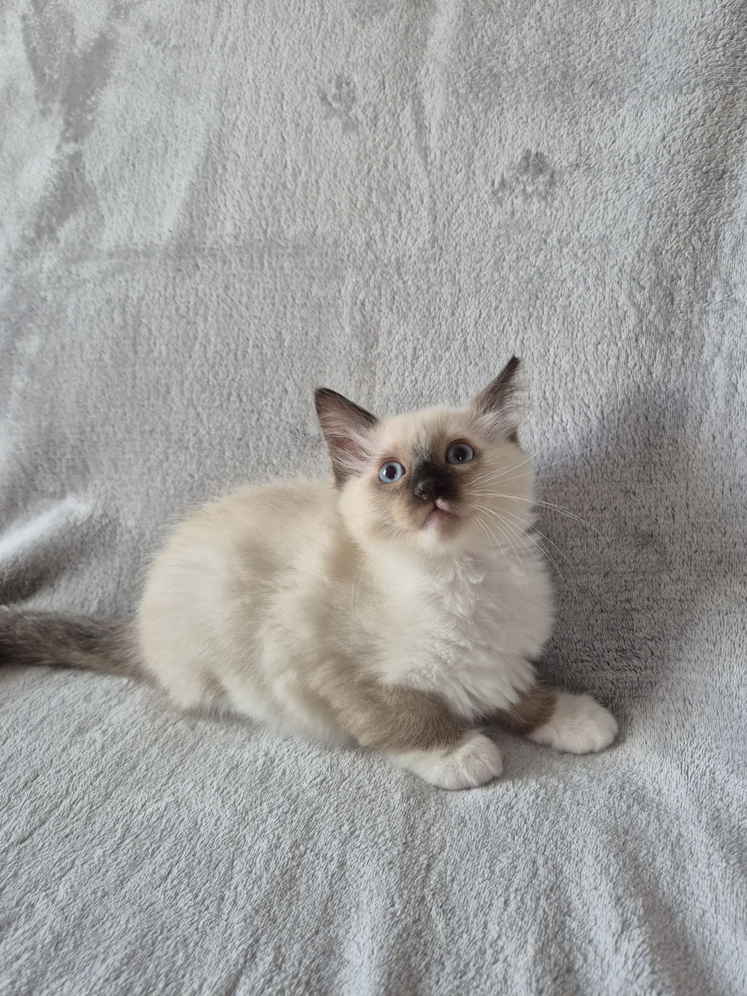 Ragdoll  Colorpoint