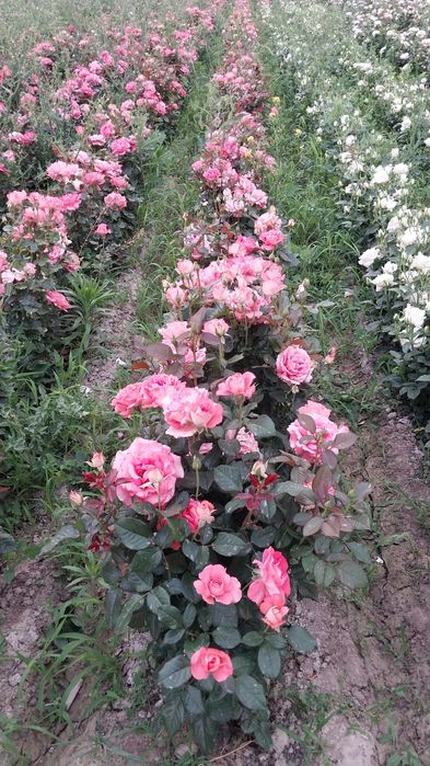 Манзаралик ланшаб декоративни сотувда